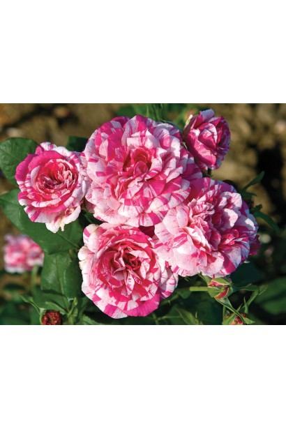 Строкаті пелюстки троянди Julio Iglesias